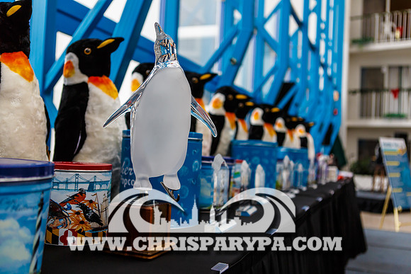 Penguin Swim 2013